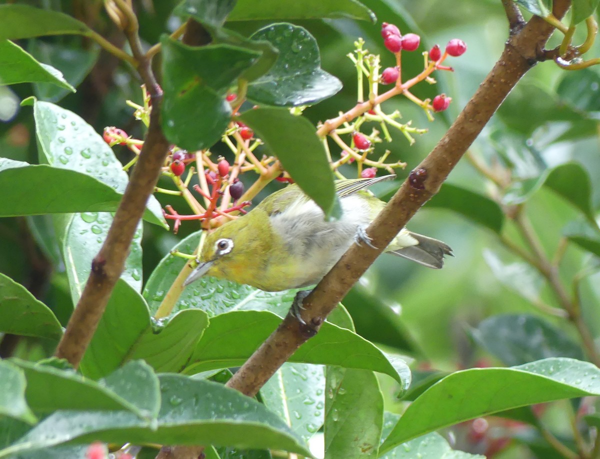 Warbling White-eye - ML644136225