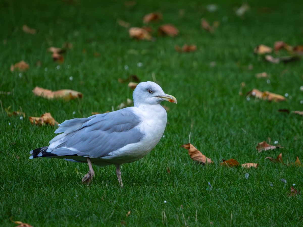 racek stříbřitý - ML644136230