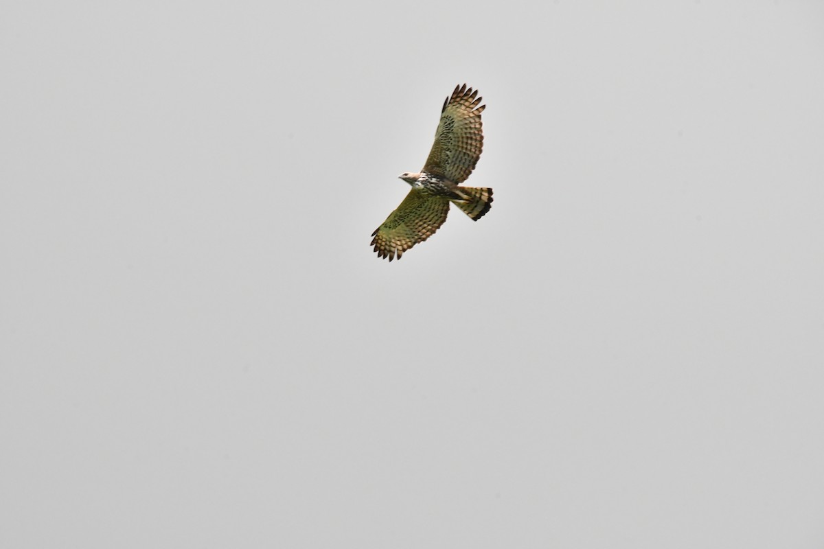 Changeable Hawk-Eagle - ML644136232