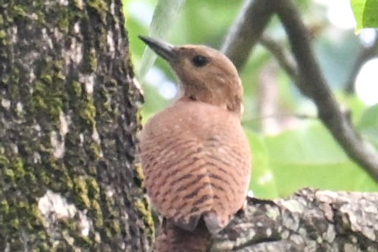 Rufous Woodpecker - ML644136246