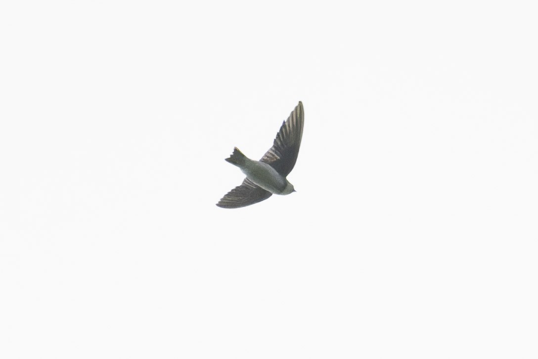 Bank Swallow - ML644136254