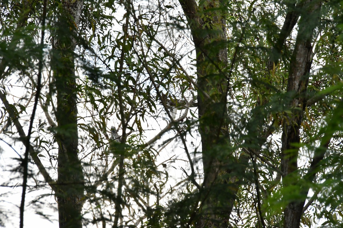 Changeable Hawk-Eagle - ML644136257