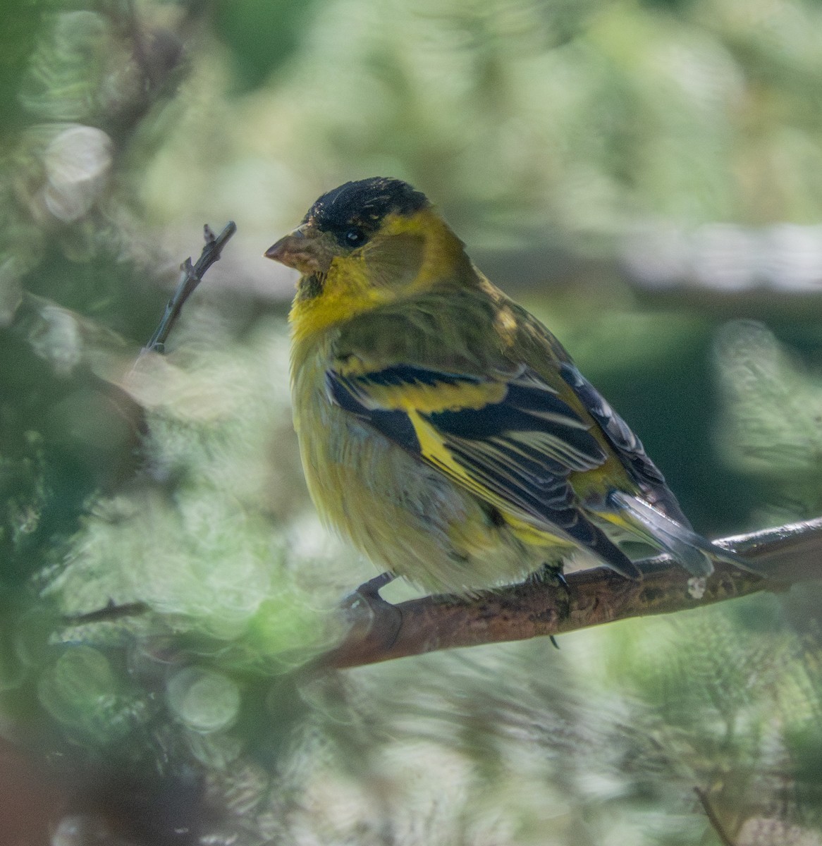Black-chinned Siskin - ML644136264