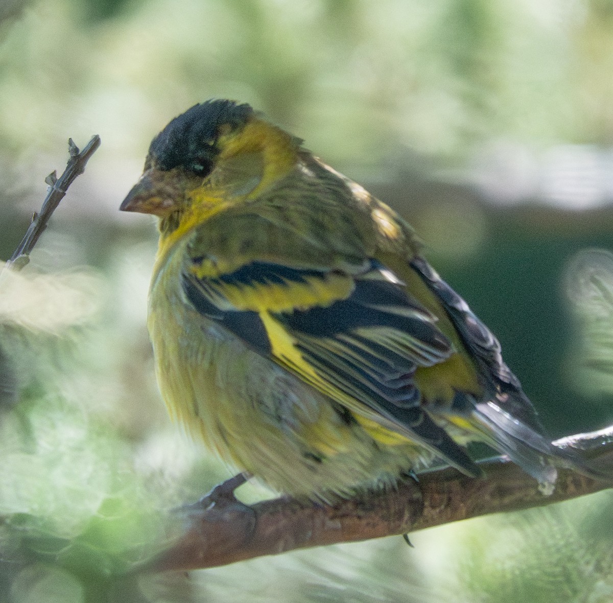 Black-chinned Siskin - ML644136265