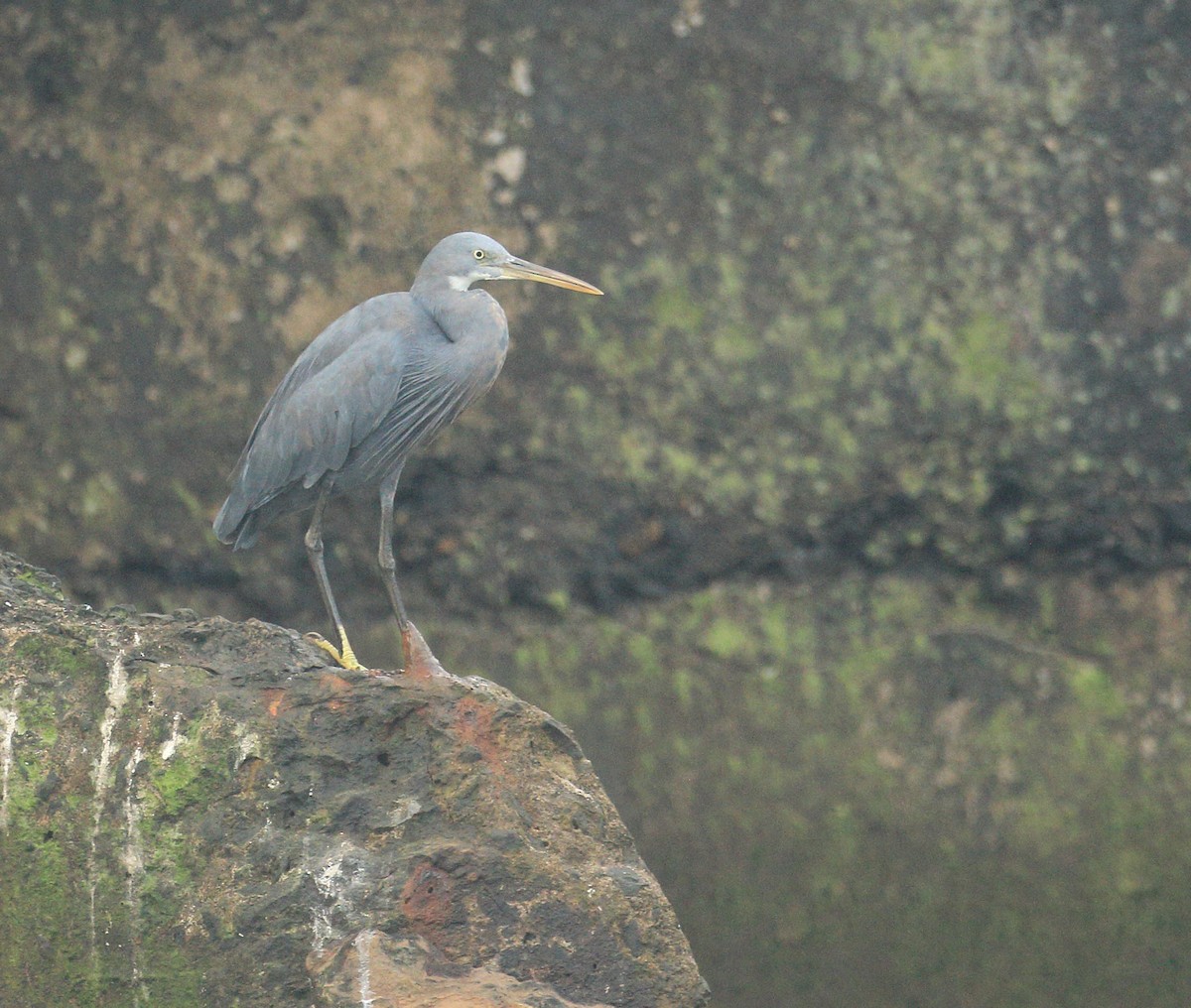 Western Reef-Heron - ML644136269
