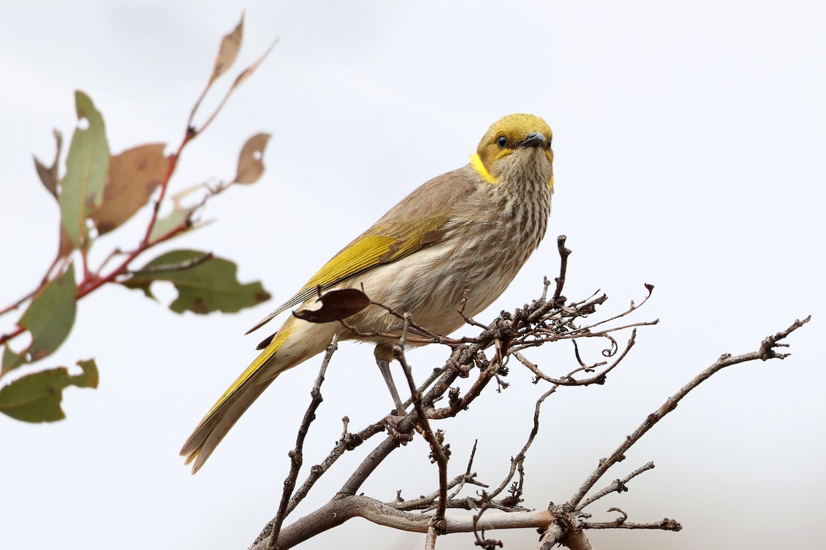 Yellow-plumed Honeyeater - ML644136275