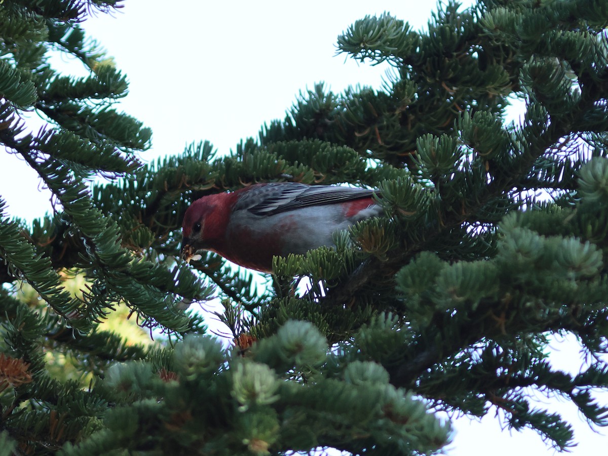Pine Grosbeak - ML644136287