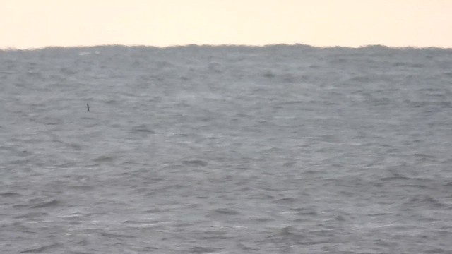 Manx Shearwater - ML644136308