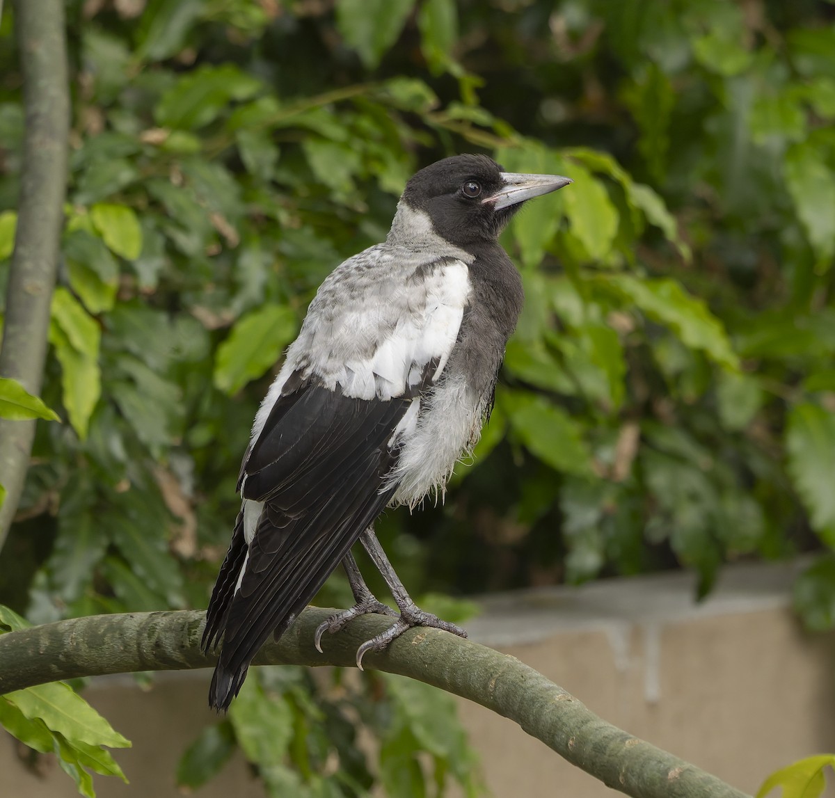 Australian Magpie - ML644136331
