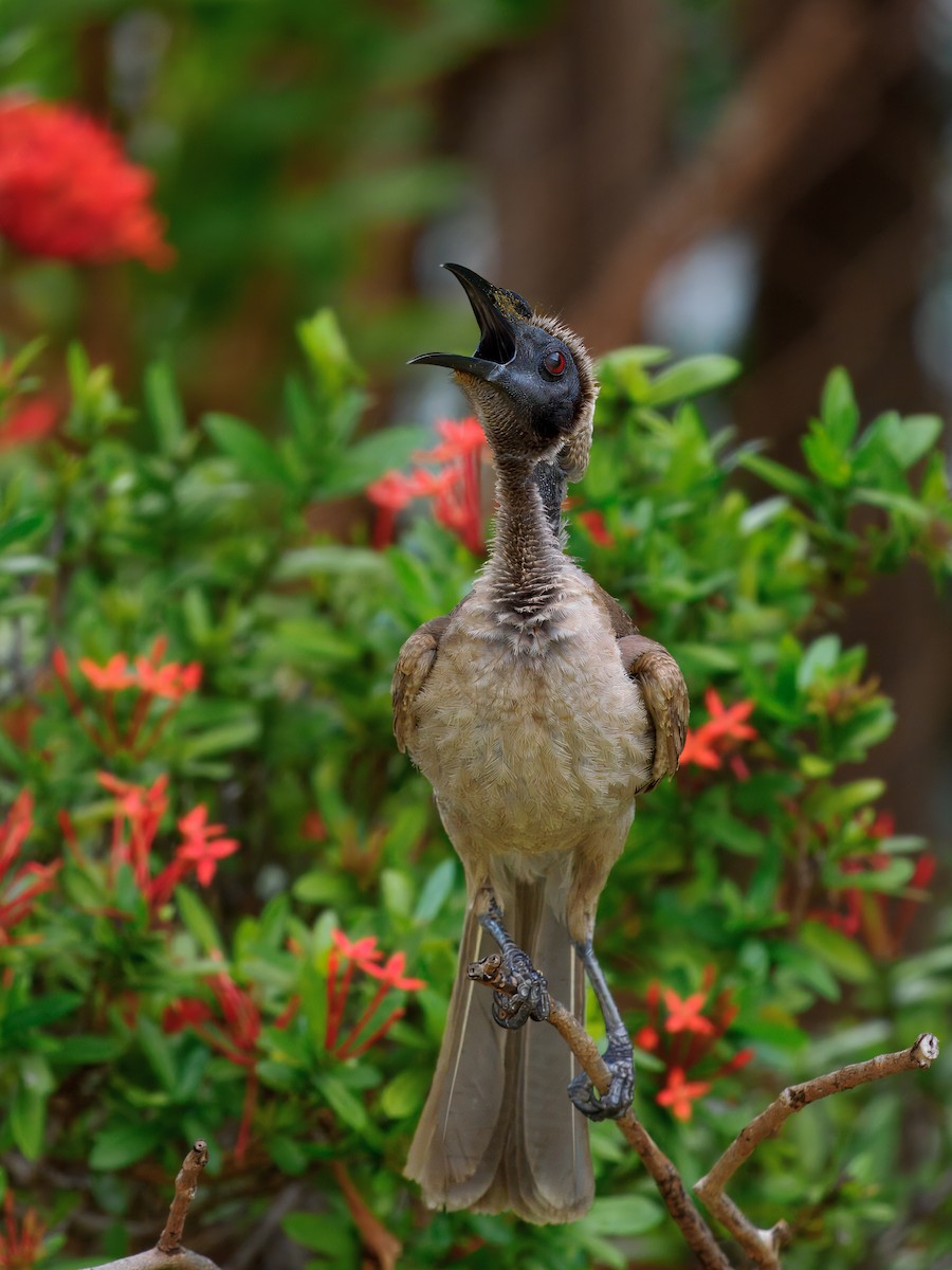 hjelmmunkefugl - ML644136334