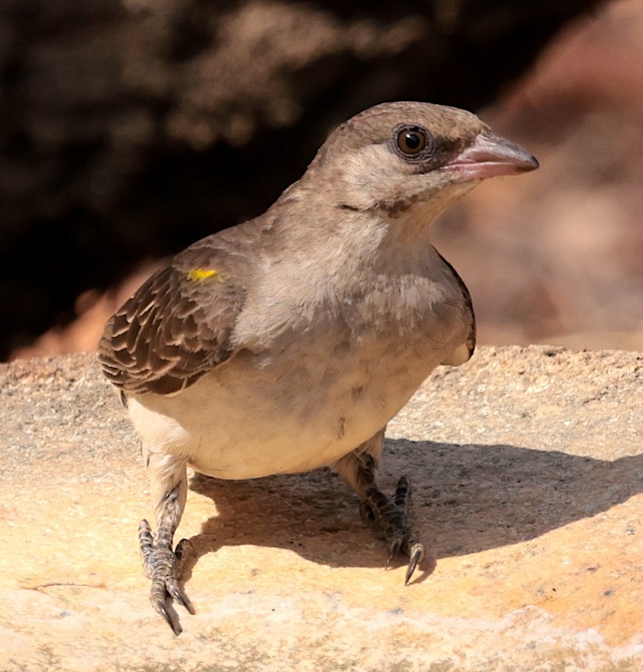 Grand Indicateur - ML644136335