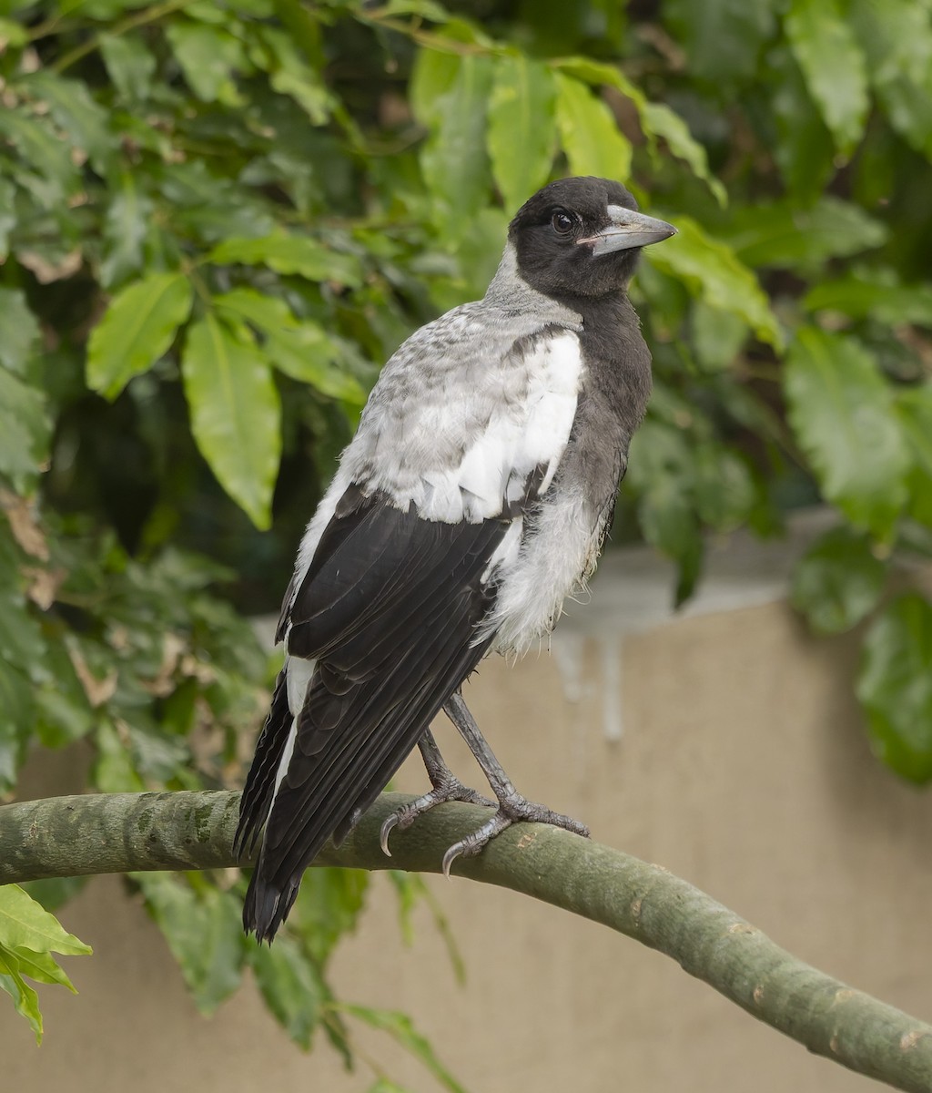 Australian Magpie - ML644136341