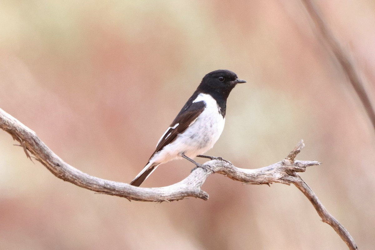Hooded Robin - ML644136342