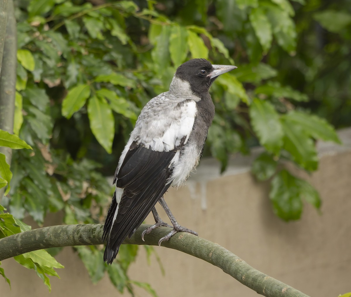 Australian Magpie - ML644136351