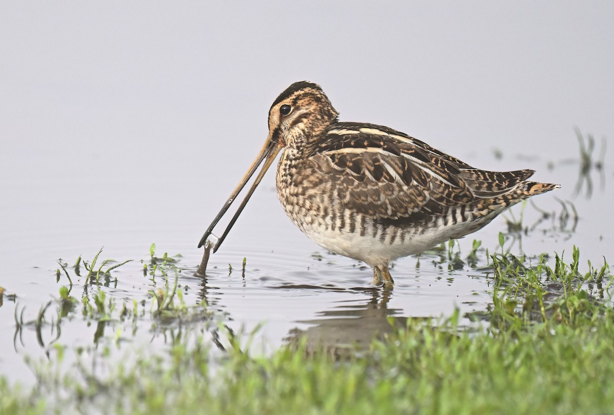 Common Snipe - ML644136355