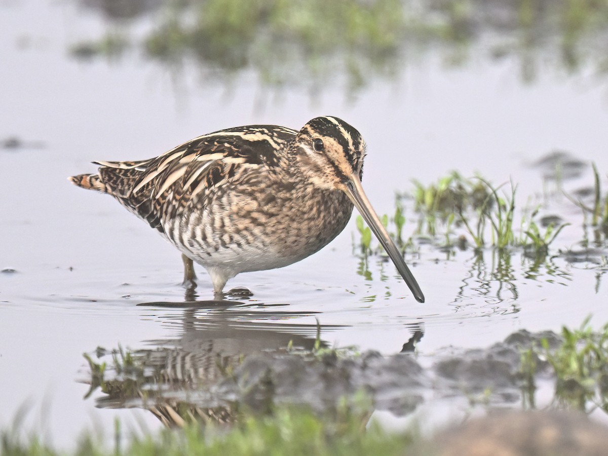 Common Snipe - ML644136361