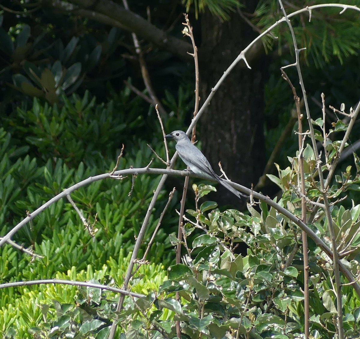 askedrongo - ML644136367