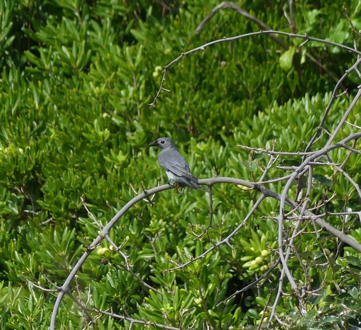 askedrongo - ML644136368