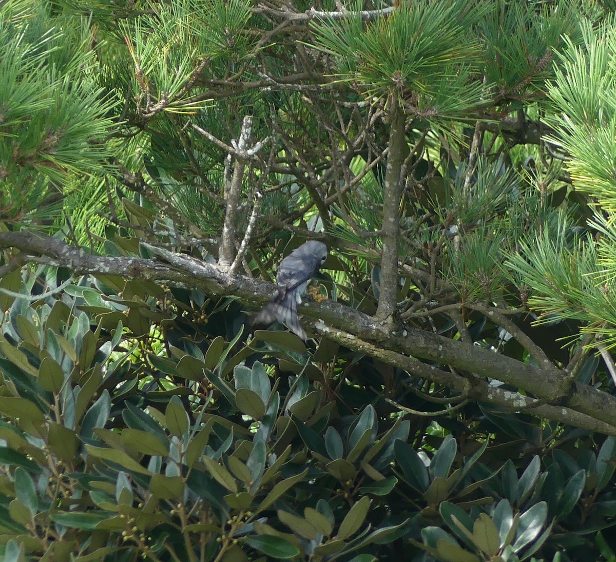 askedrongo - ML644136369