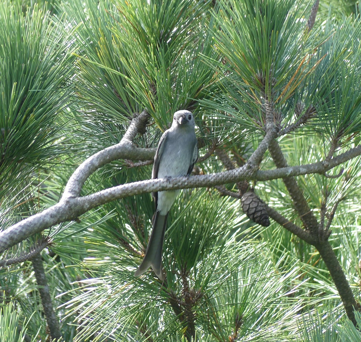 askedrongo - ML644136370