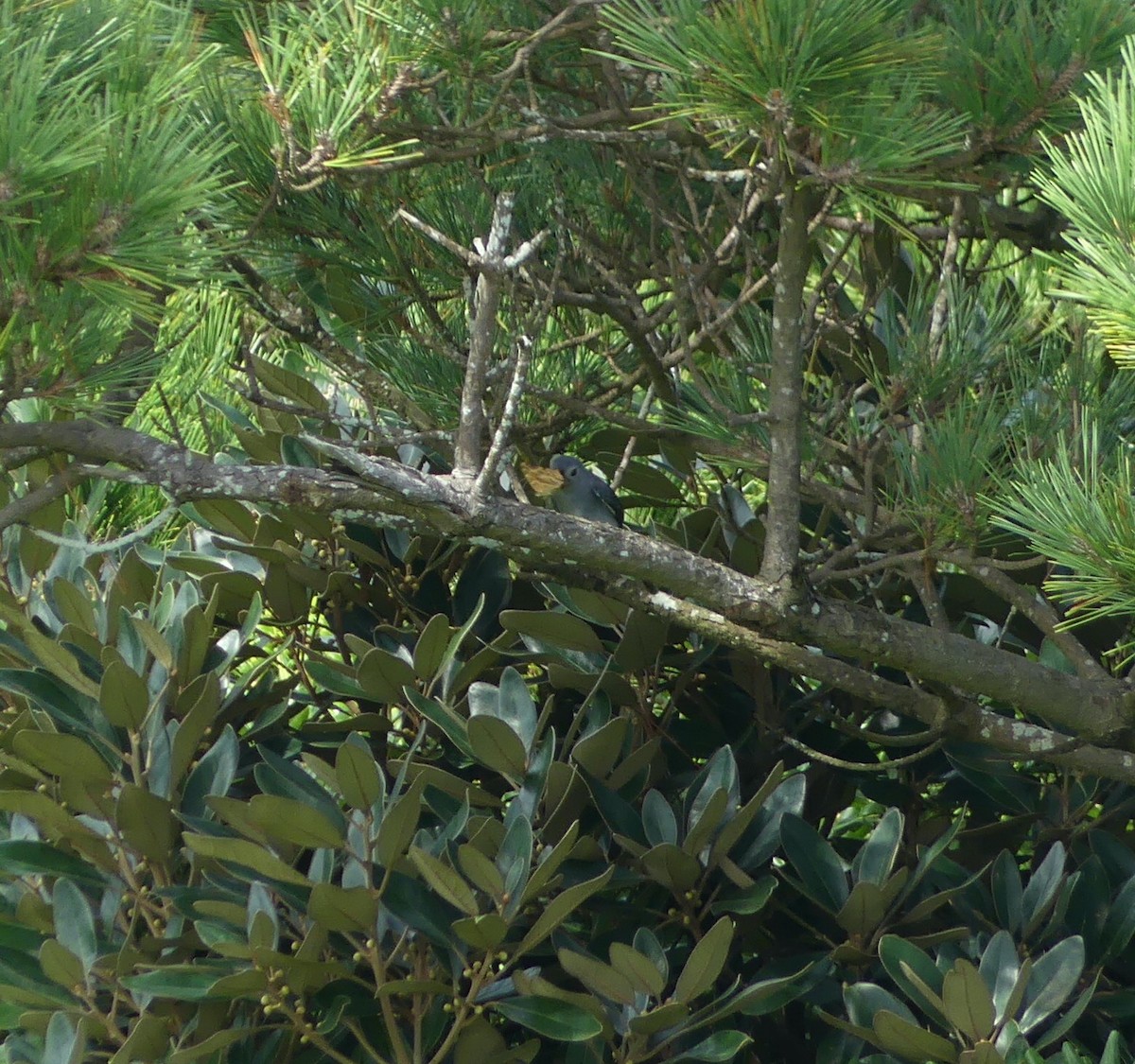 askedrongo - ML644136371