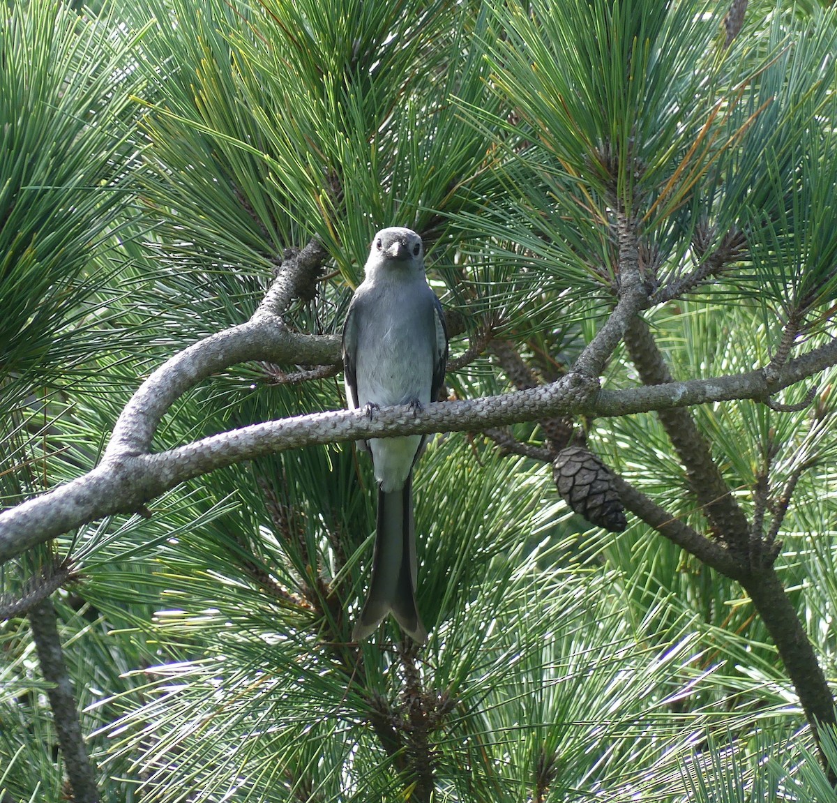 askedrongo - ML644136372