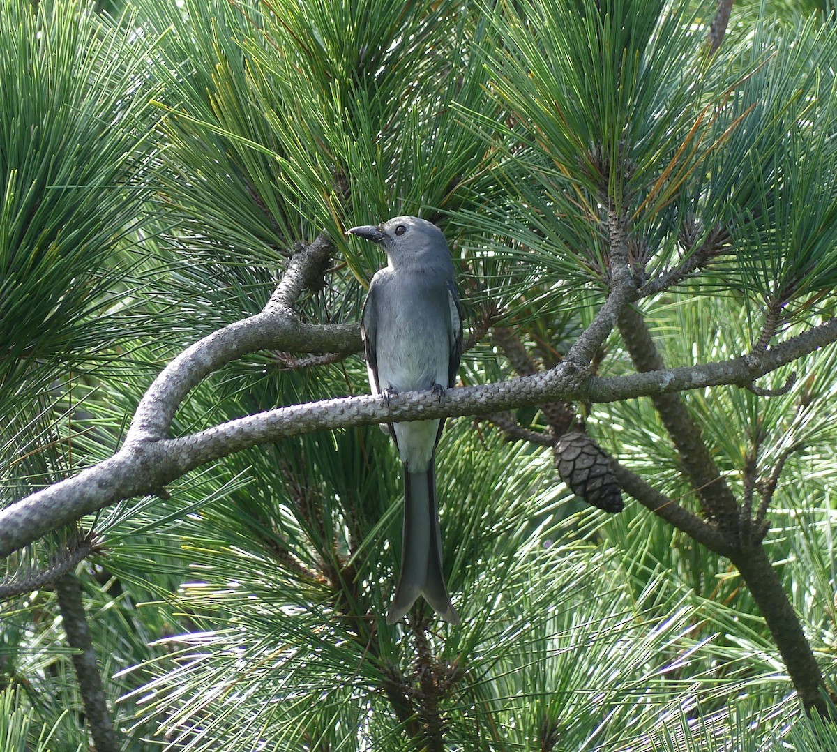 askedrongo - ML644136373