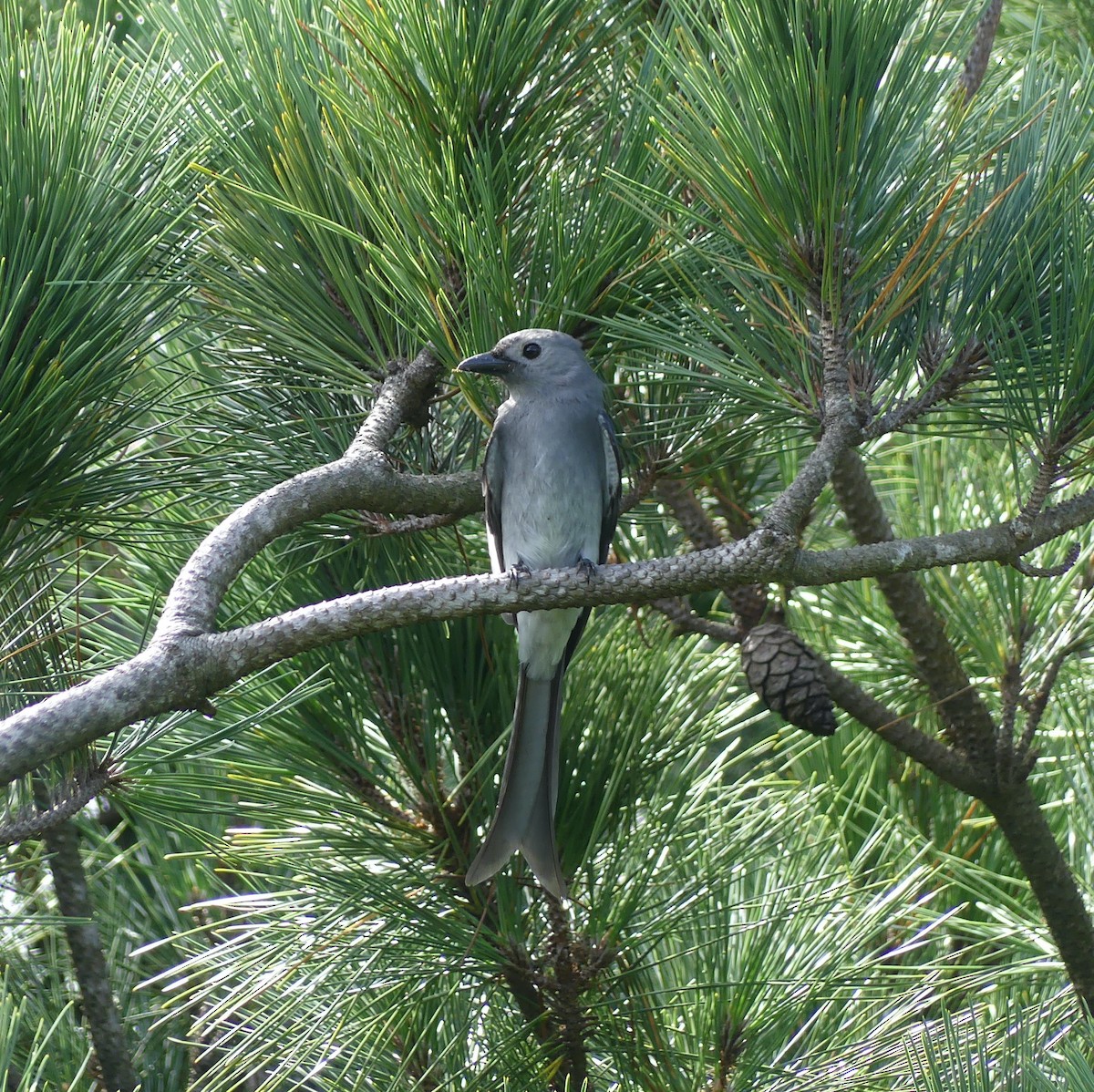 askedrongo - ML644136374