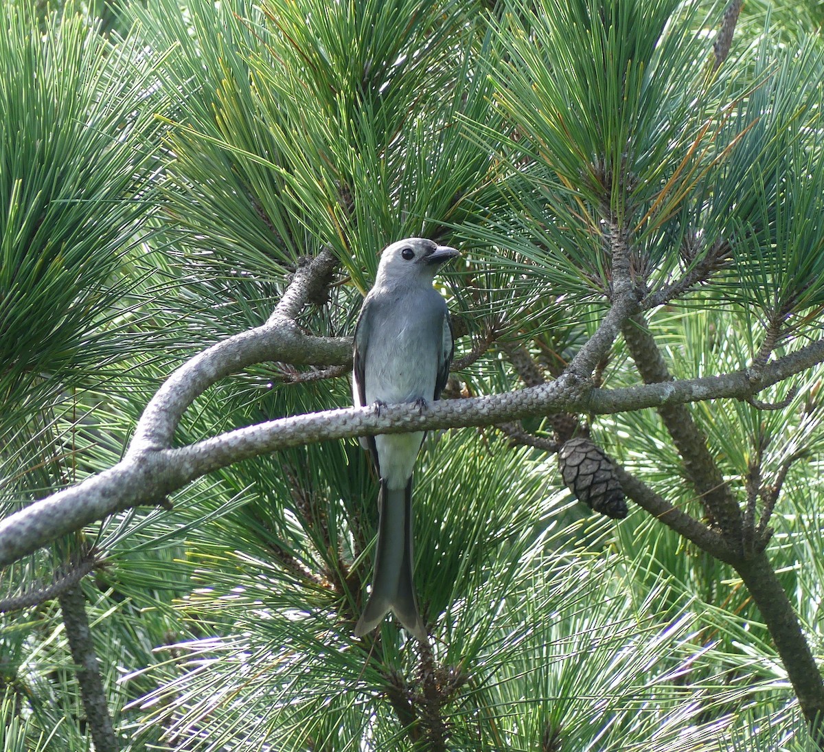 askedrongo - ML644136378