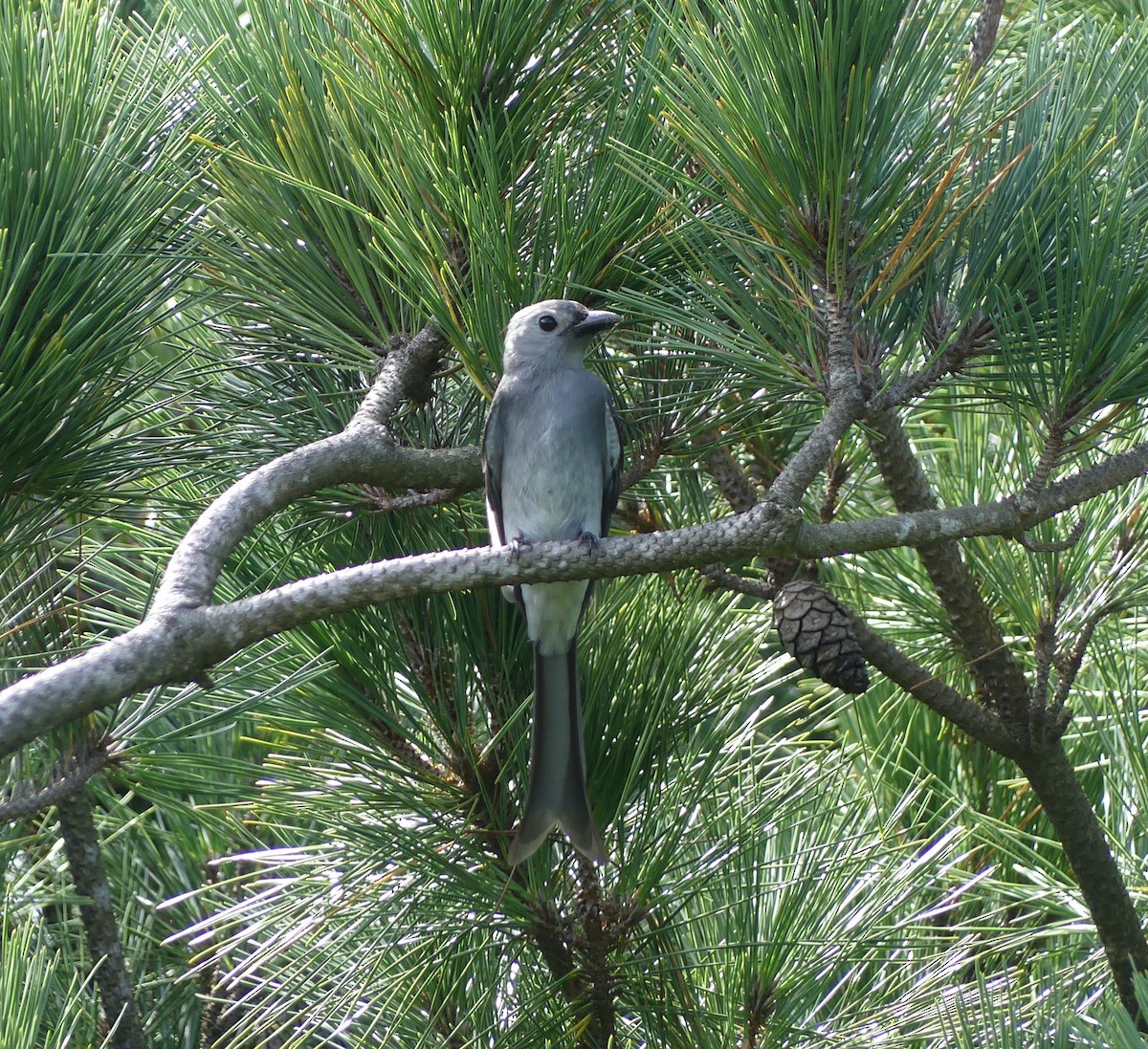 askedrongo - ML644136379