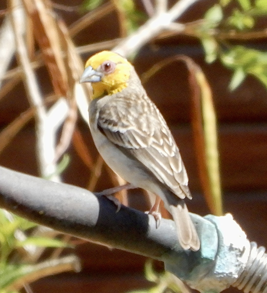 Sakalava Weaver - ML644136382