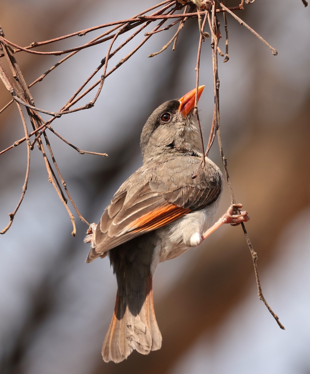 Red-headed Weaver - ML644136390