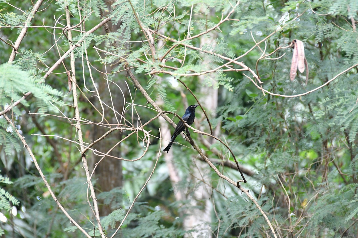 tykknebbdrongo - ML644136393