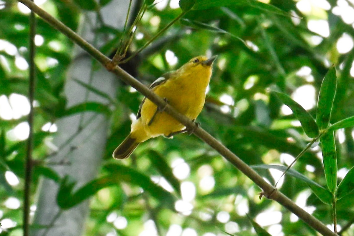 Common Iora - ML644136407