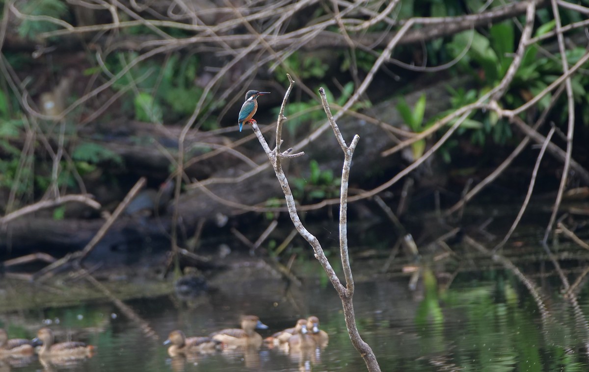 Номин шогшир - ML644136420