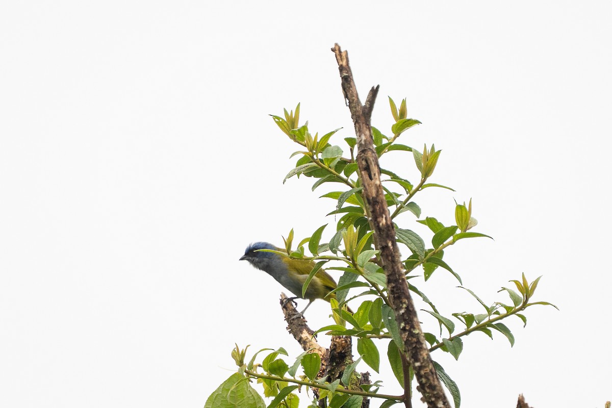 Blue-capped Tanager - ML644136445