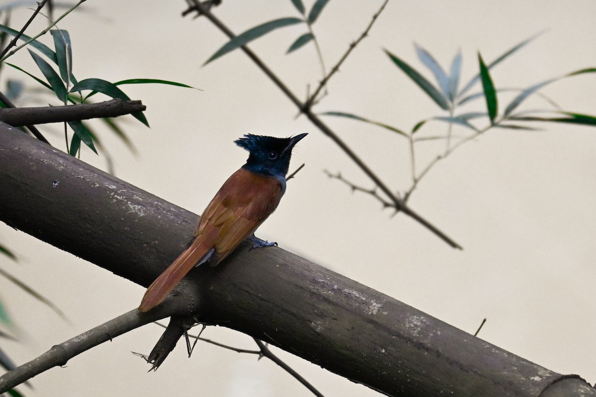 Indian Paradise-Flycatcher - ML644136483