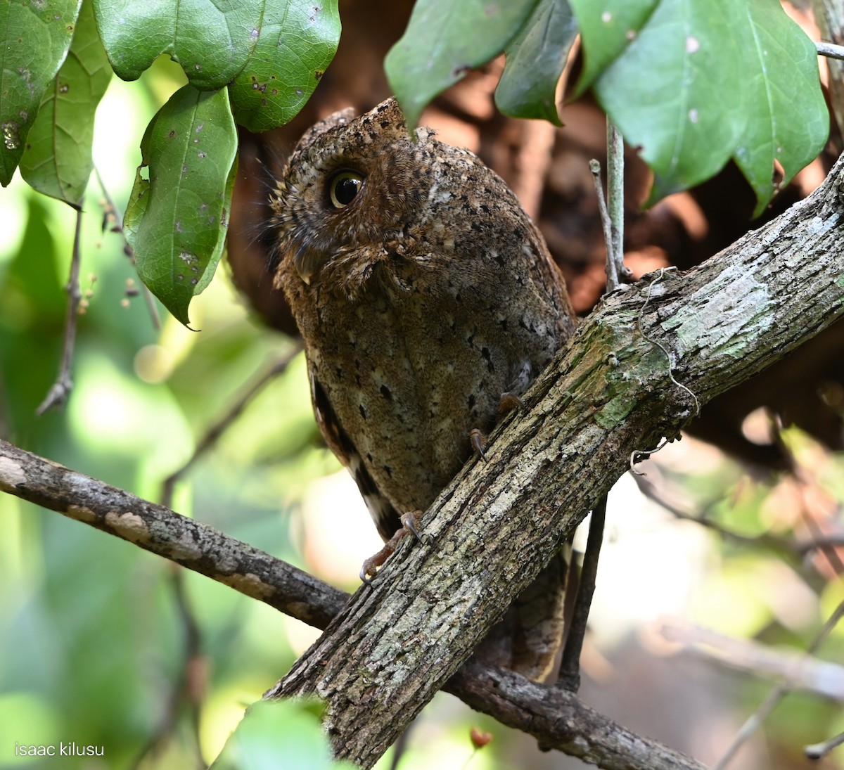 Sokoke Scops-Owl - ML644136487