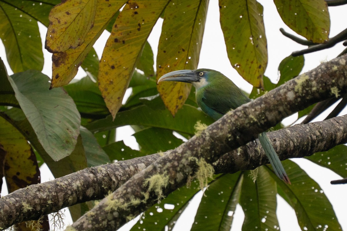 Blue-banded Toucanet - ML644136492