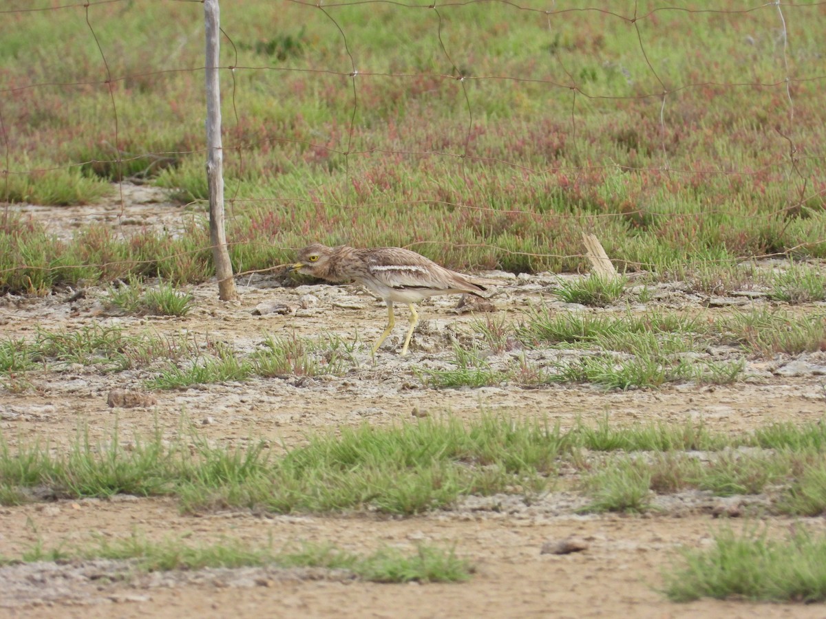 イシチドリ - ML644136494