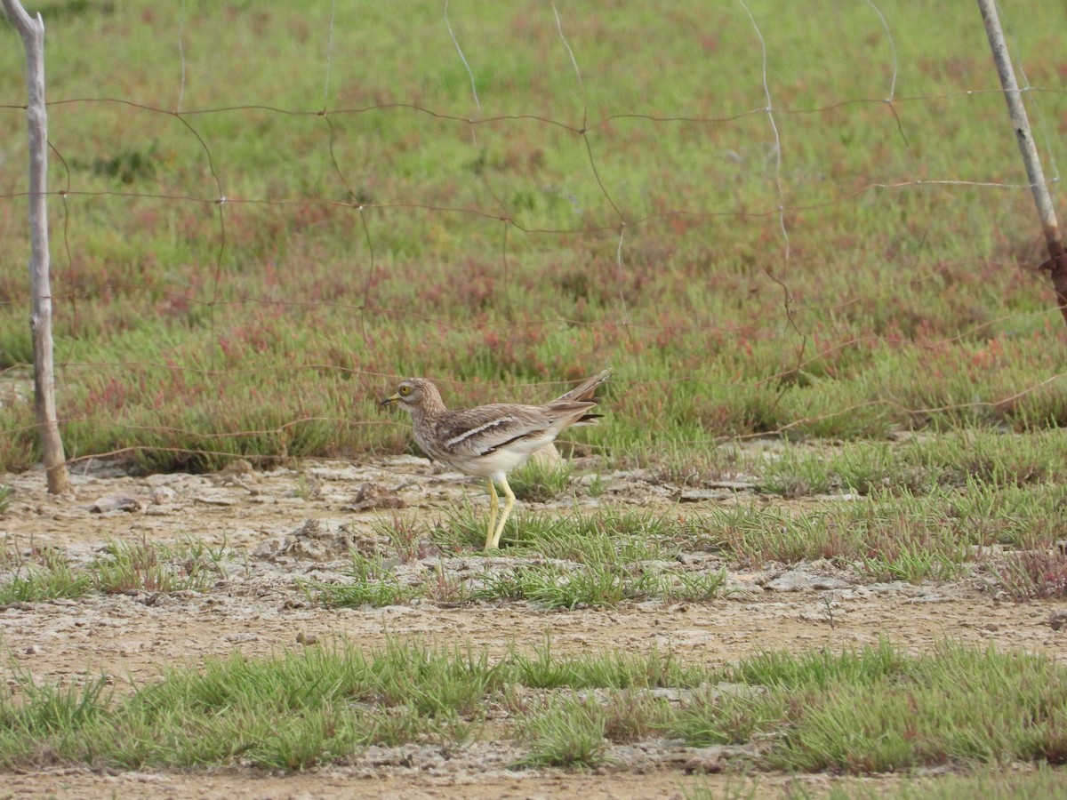 イシチドリ - ML644136495