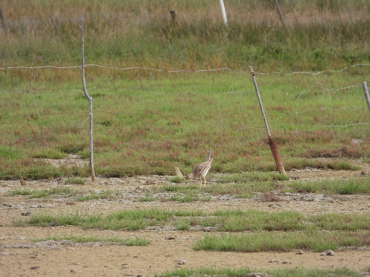 イシチドリ - ML644136496