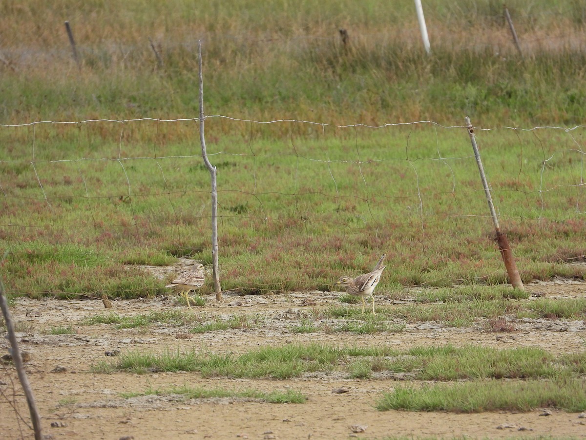 イシチドリ - ML644136497