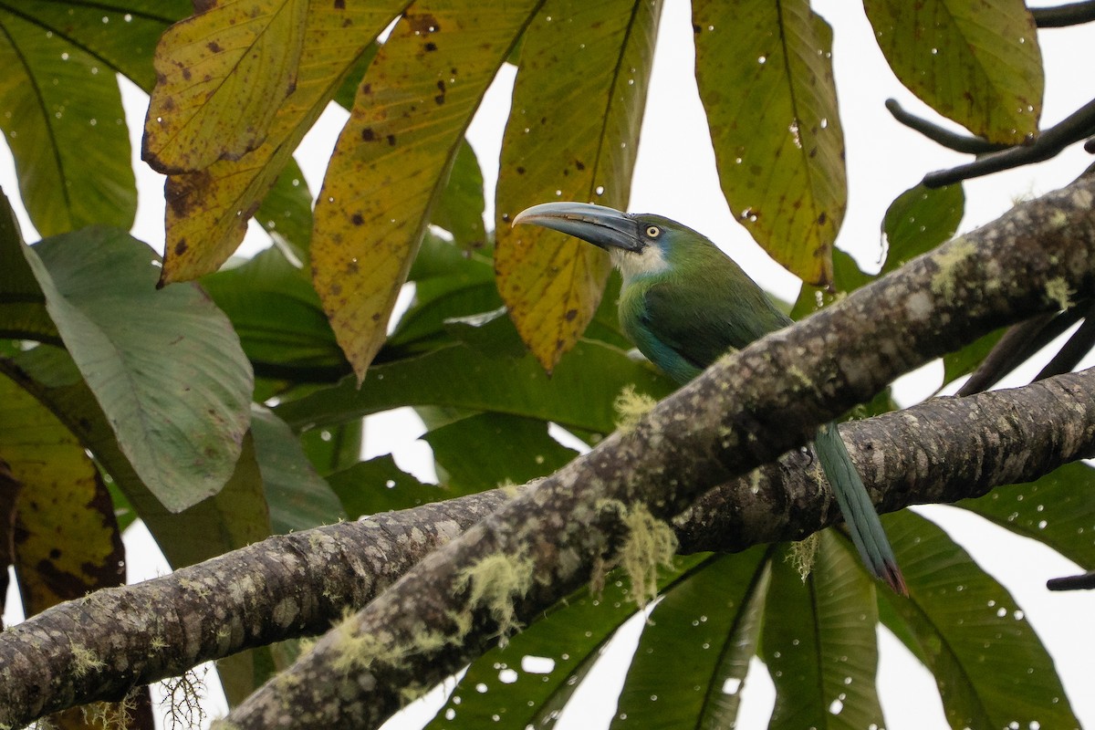 Blue-banded Toucanet - ML644136498