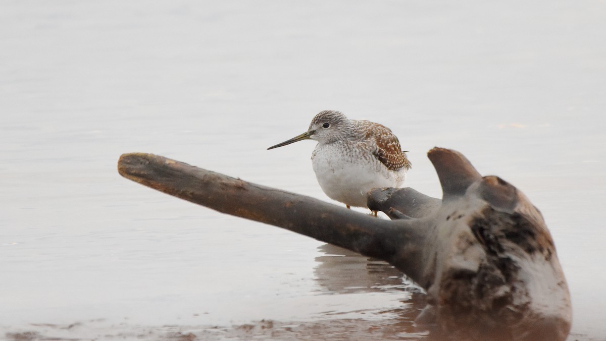 Greater Yellowlegs - ML644136504