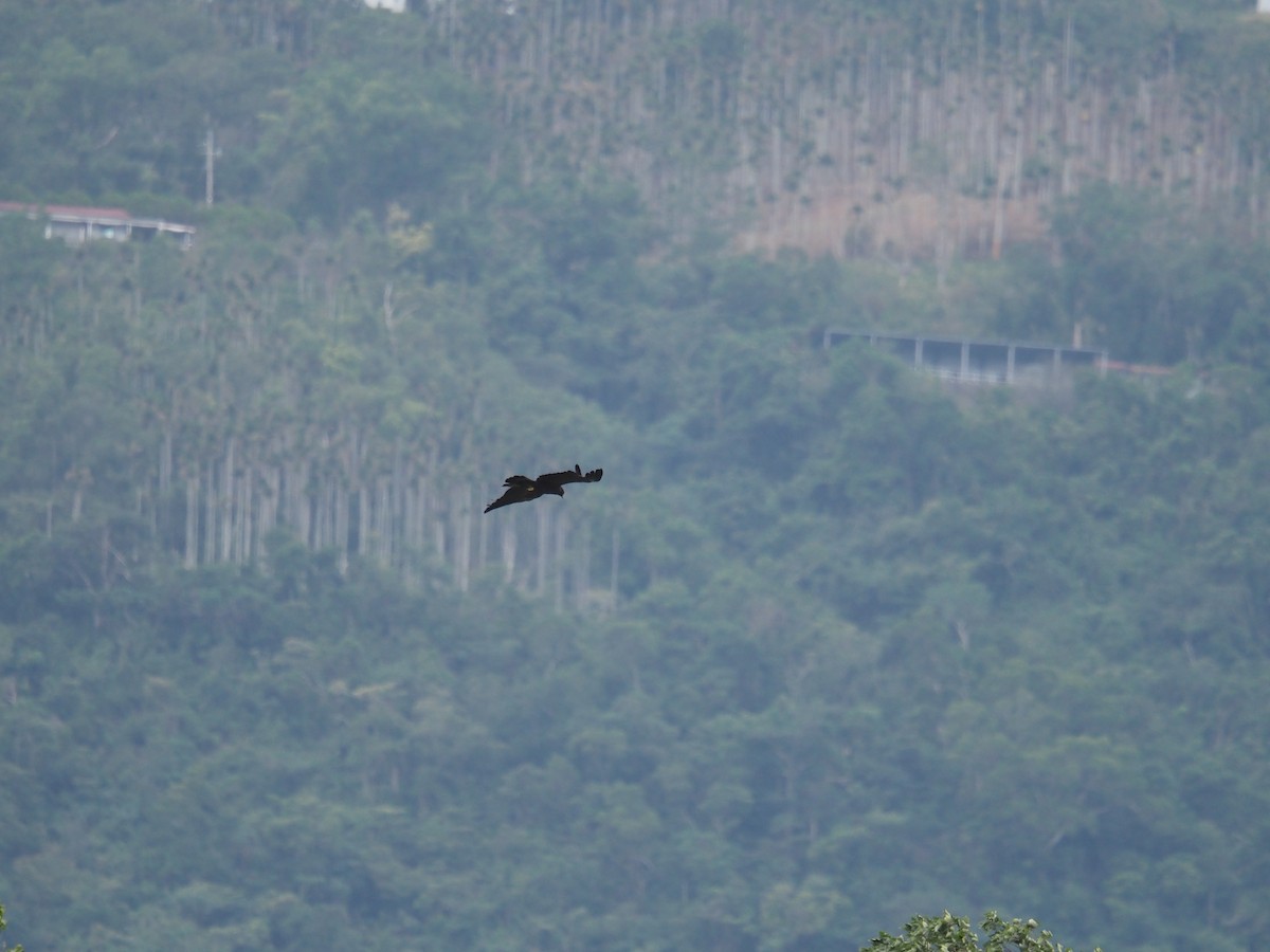 Black Eagle - ML644136508