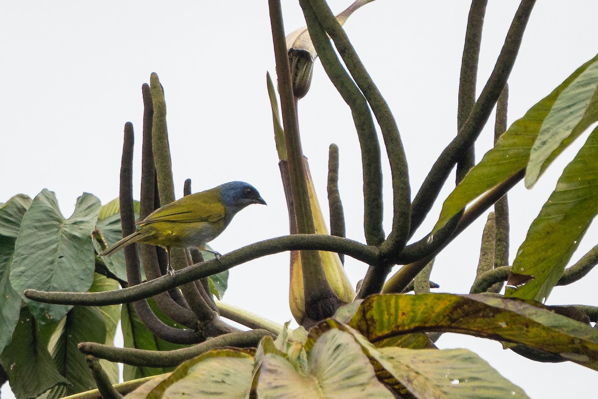 Blue-capped Tanager - ML644136510