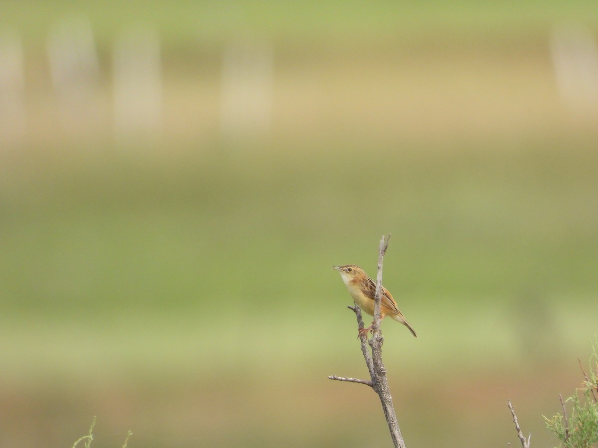 Zitting Cisticola - ML644136511