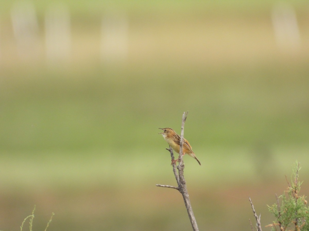Zitting Cisticola - ML644136512