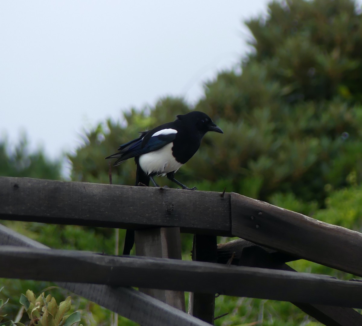 Oriental Magpie - ML644136514
